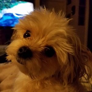 Meet your Posher, Liz